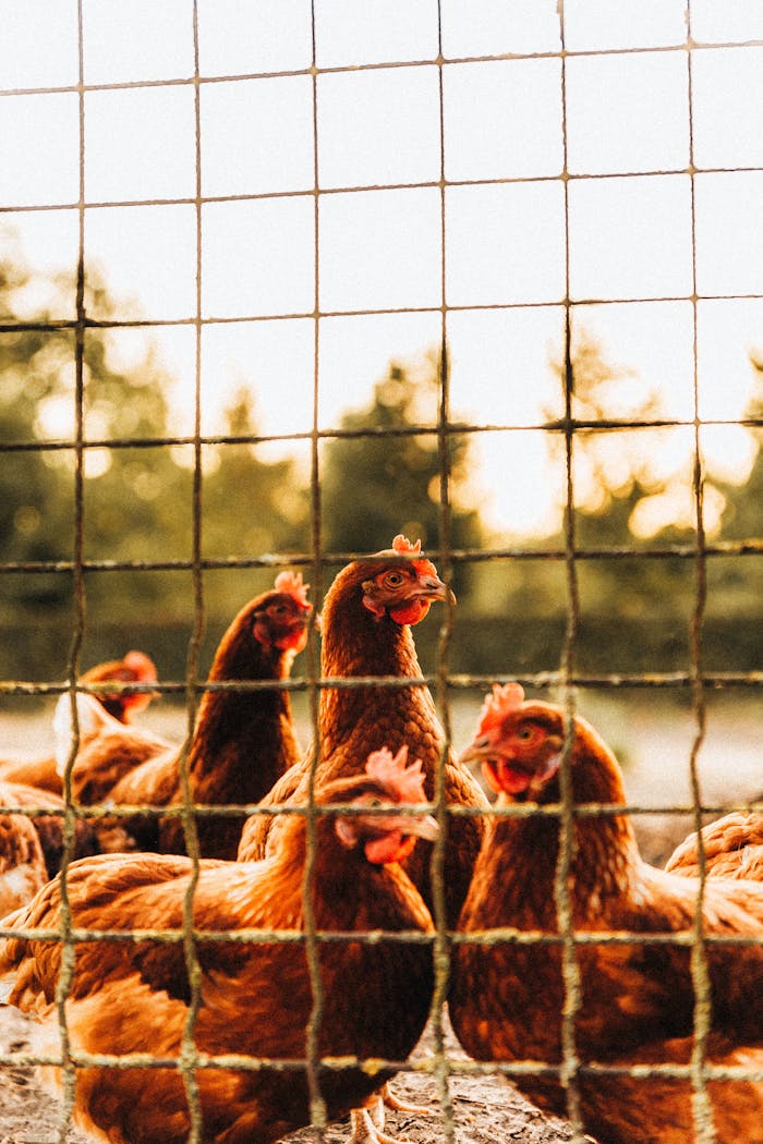 Brown chickens inside a wire cage on a farm during sunset, showcasing rural agriculture.