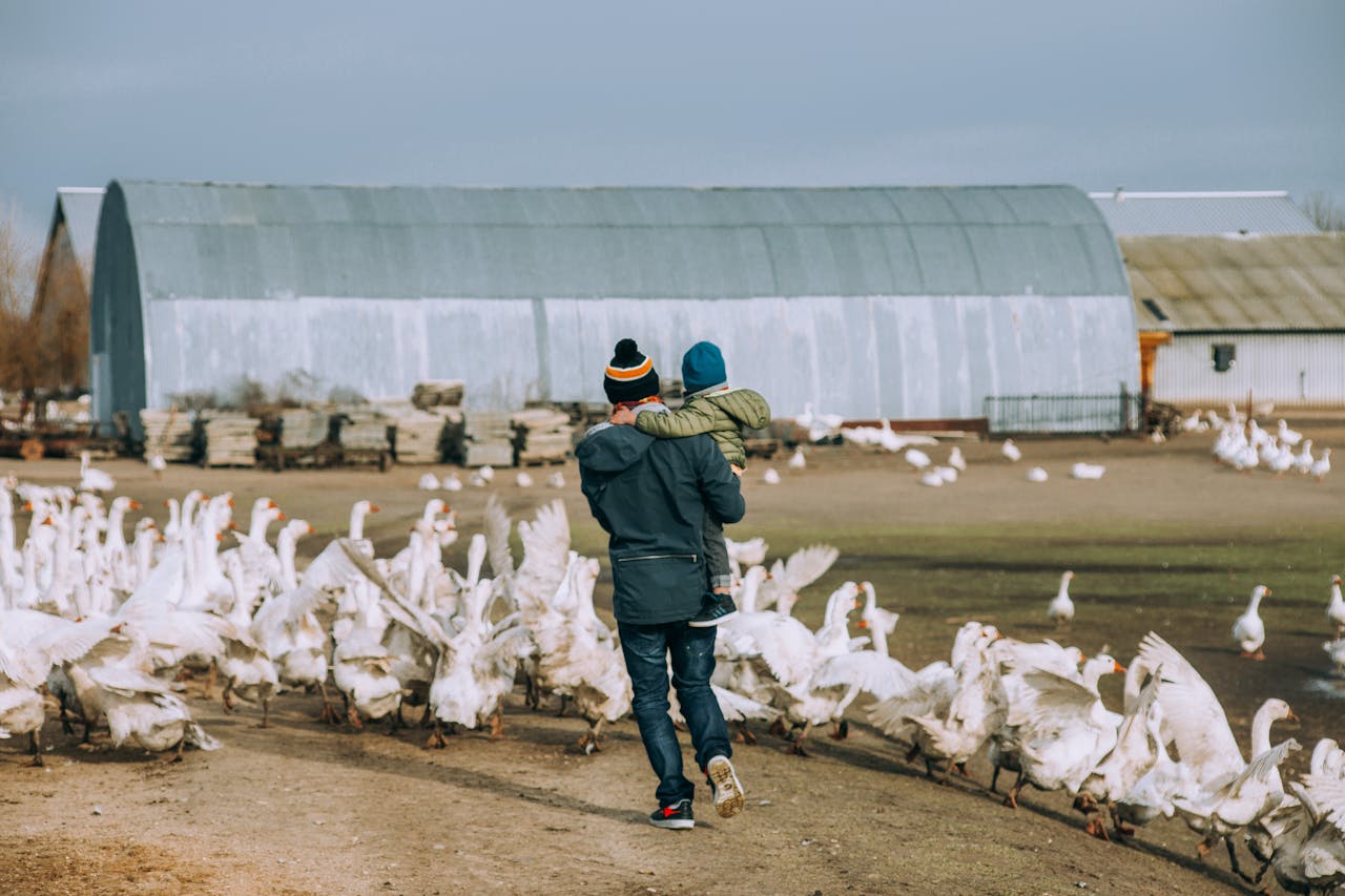 A father carrying his child through a flock of geese on a rural farm setting, capturing family and nature.